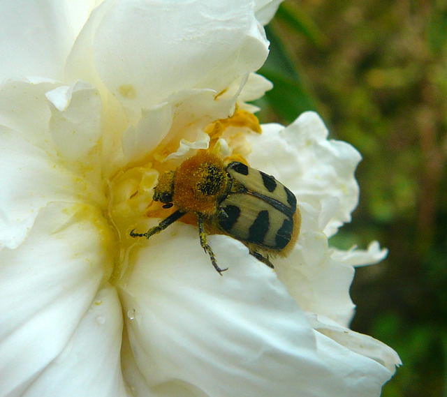 Gebnderter Pinselkfer - Trichius fasciatus 