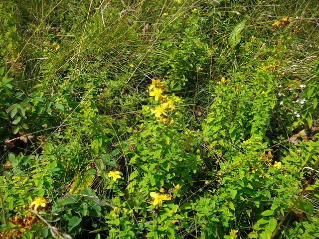 Geflecktes Johanniskraut - Hypericum maculatum