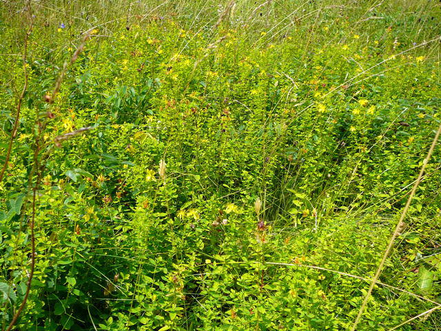 Geflecktes Johanniskraut - Hypericum maculatum