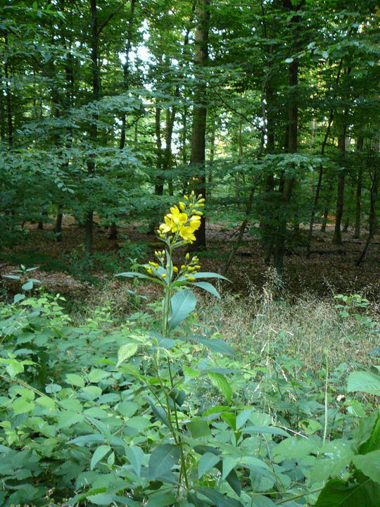 Gemeiner Felberich (Gilbweiderich) - Lysimachia vulgaris