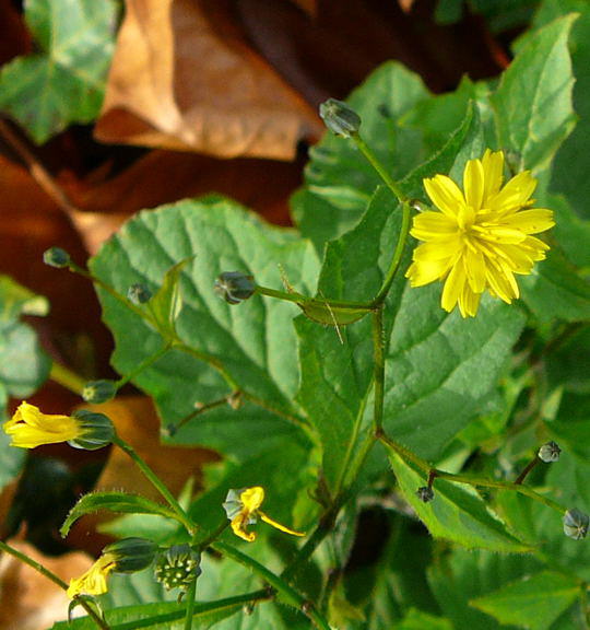 Gemeiner Rainkohl  - Lapsana communis