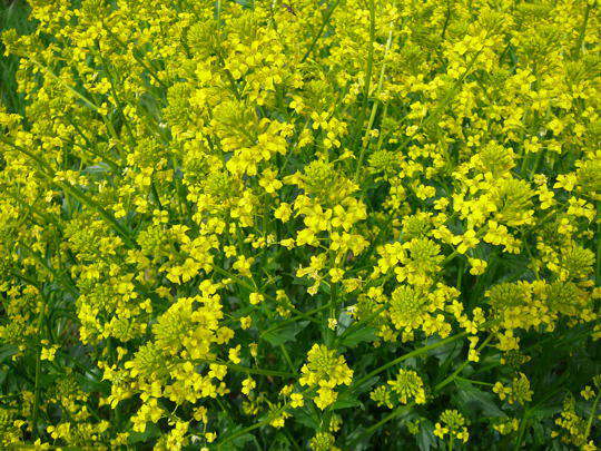 Gemeines Barbarakraut - Barbarea vulgaris