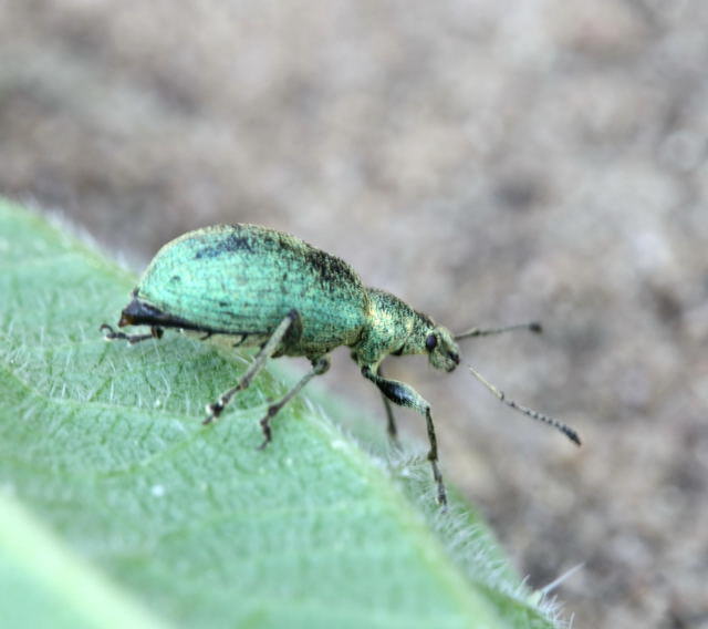 Glanzrssler - Phyllobius pomaceus