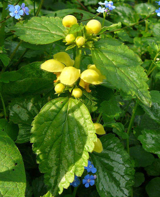 Gemeine Goldnessel - Lamium galeobdolon