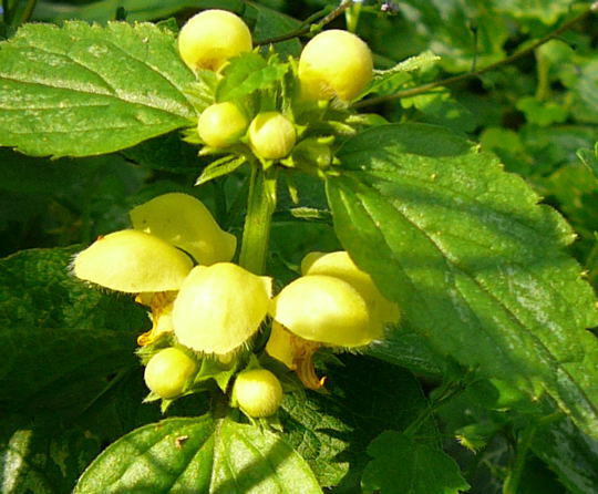 Gemeine Goldnessel - Lamium galeobdolon