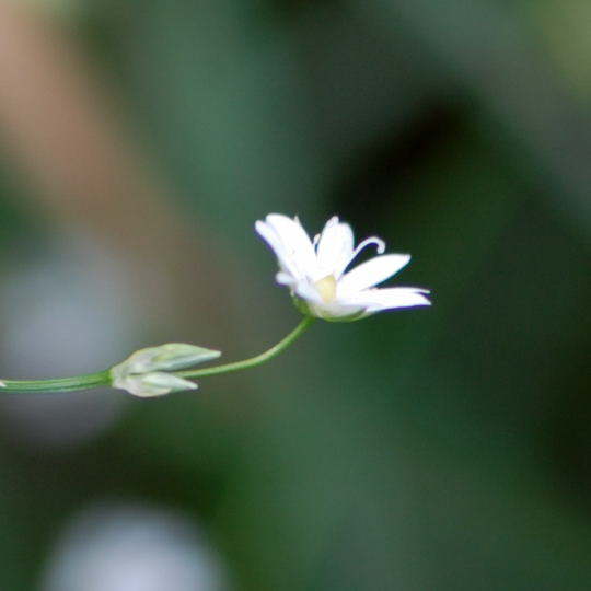 Gras-Sternmiere - Stellaria gramineum