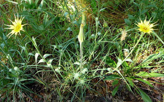 Groer Bocksbart - Tragopogon dubius