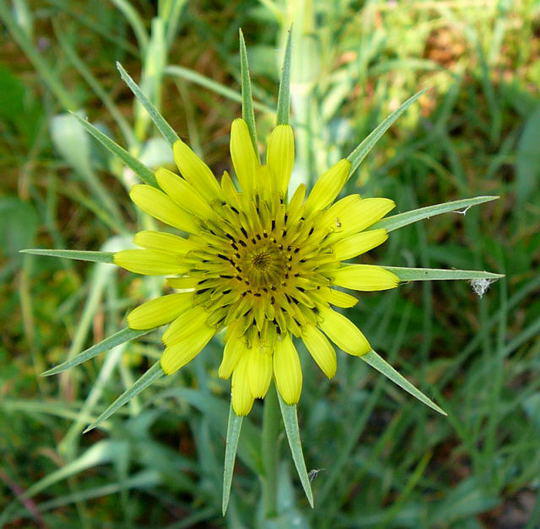 Groer Bocksbart - Tragopogon dubius