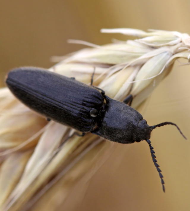 Behaarter Schnellkfer - Hemicrepidius cf. niger