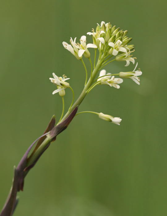 Turmkraut (Kahle Gnsekresse) - Arabis glabra