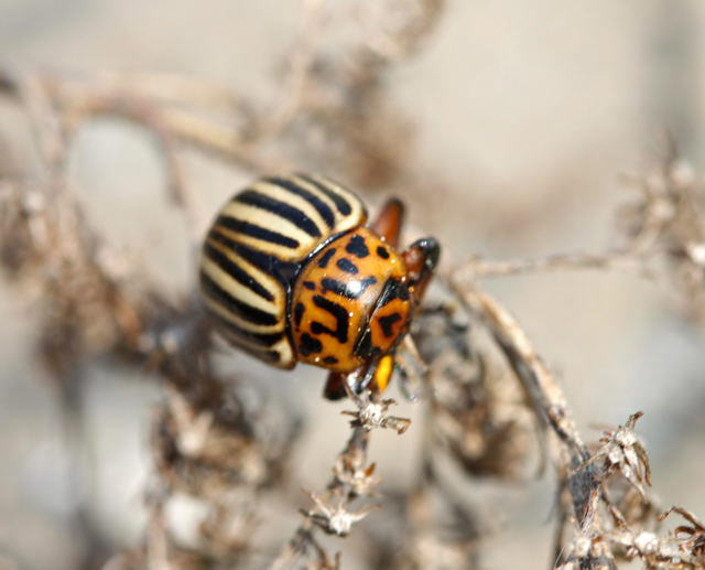 Kartoffelkfer -Leptinotarsa decemlineata