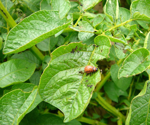 Kartoffelkfer, Larve - Leptinotarsa decemlineata