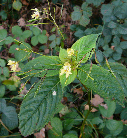 Kleinbltiges Springkraut - Impatiens parviflora