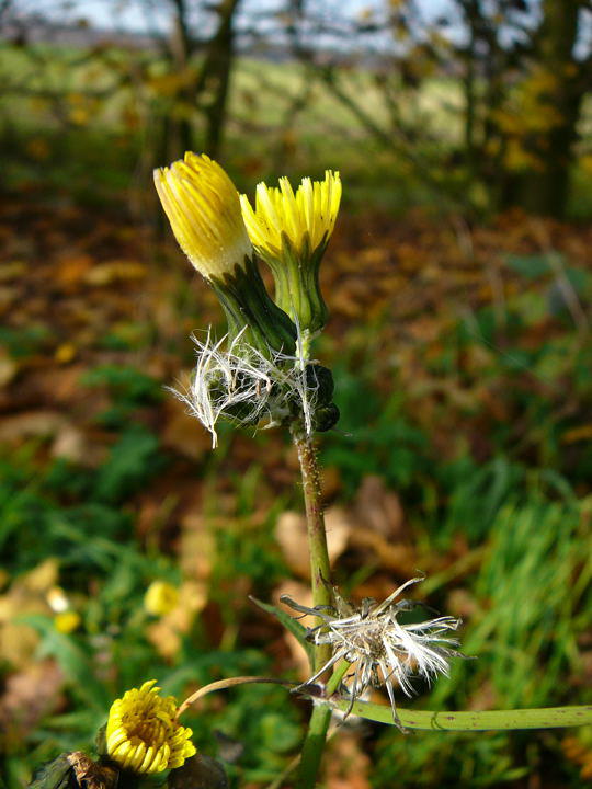 Kohl-Gnsedistel - Sonchus oleraceus