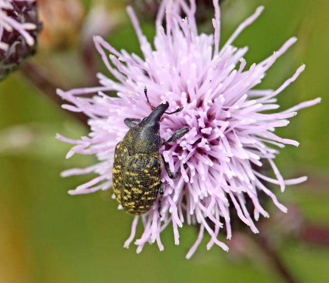 Kratzdistelrssler - Larinus cf. turbinatus