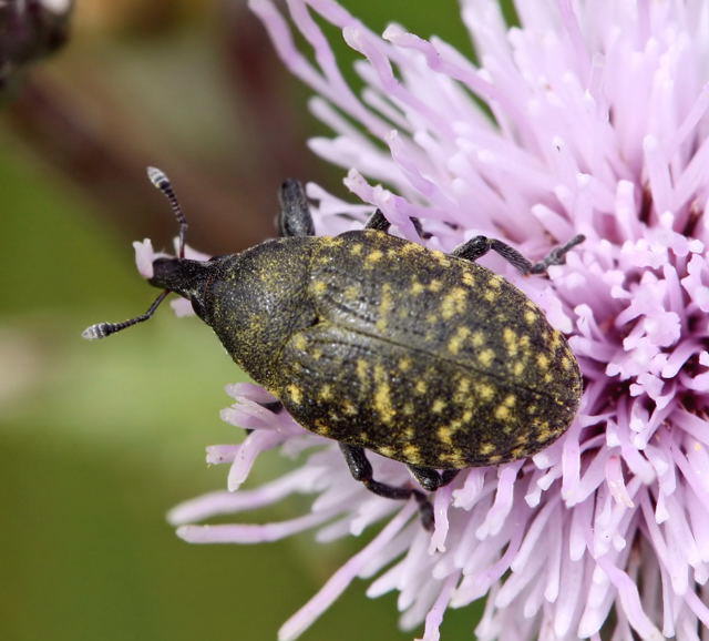 Kratzdistelrssler - Larinus cf. turbinatus