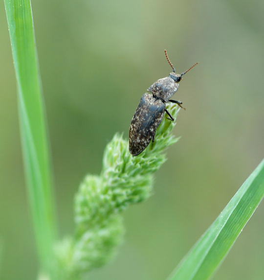 Mausgrauer Schnellkfer - Agrypnus murinus