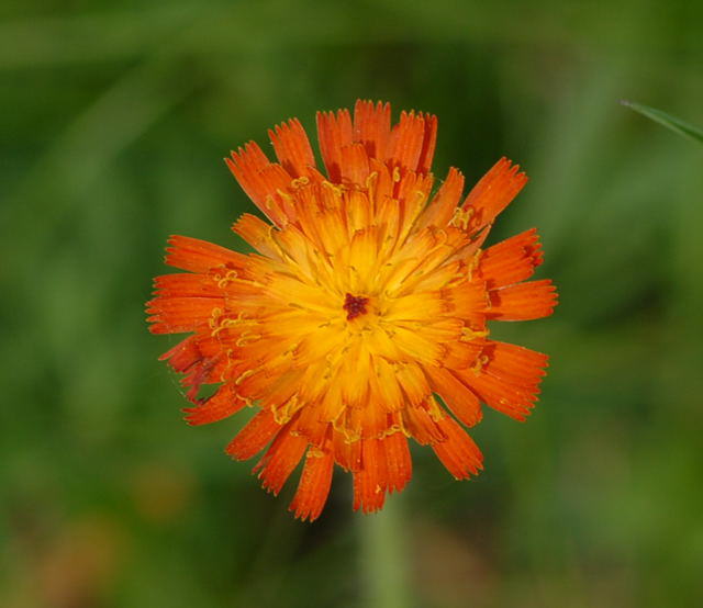 Orangerotes Habichtskraut - Hieracium aurantiacum 