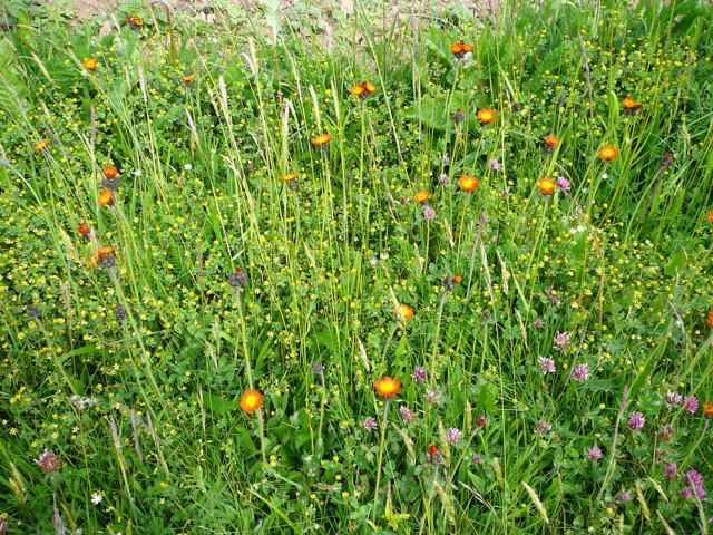 Orangerotes Habichtskraut - Hieracium aurantiacum 