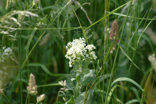 Pfeilkresse - Cardaria draba