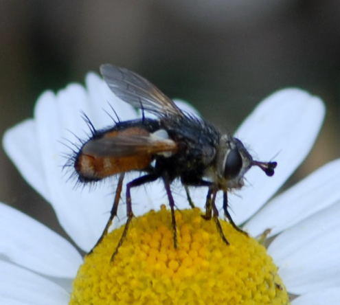 Raupenfliege 2 