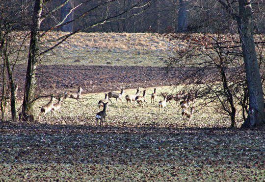 Rehe-Januar 09-3-zw