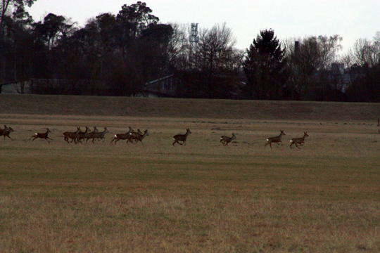 Rehe-Januar 09 -1-Lorsch_N