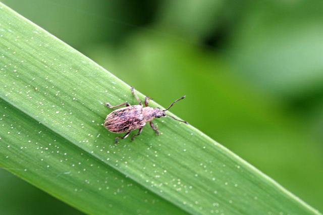 Rsselkfer - Phyllobius cf pyri