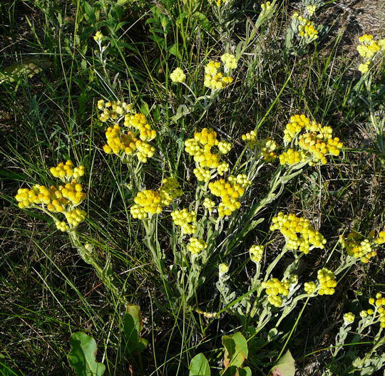 Sand-Strohblume - Helichrymus arenarium 