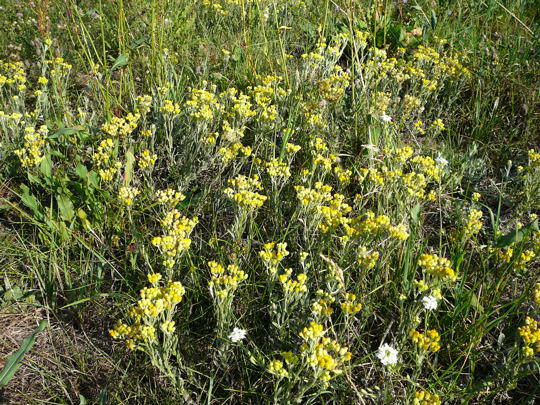 Sand-Strohblume - Helichrymus arenarium 