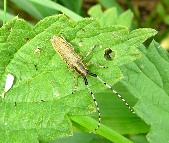 Scheckhorn-Distelbock - Agapanthia villosoviridescens