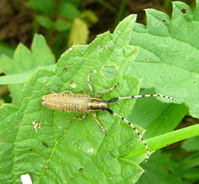 Scheckhorn-Distelbock - Agapanthia villosoviridescens