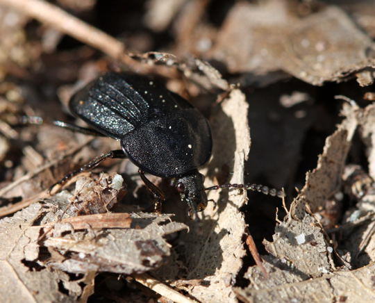 Schwarzer Schneckenjger (Phosphuga atrata) 