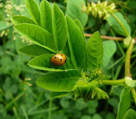 Siebenpunkt-Marienkfer - Coccinella septempunctata