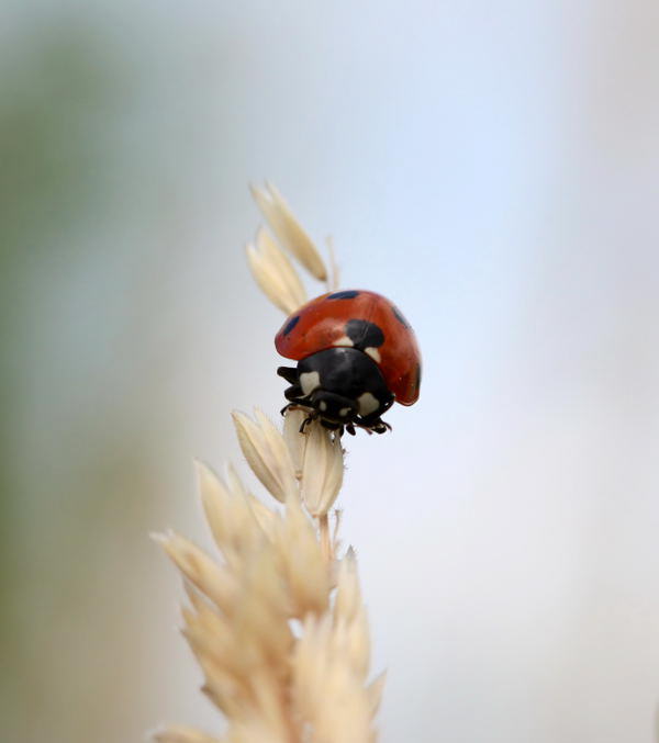 Siebenpunkt-Marienkfer - Coccinella septempunctata