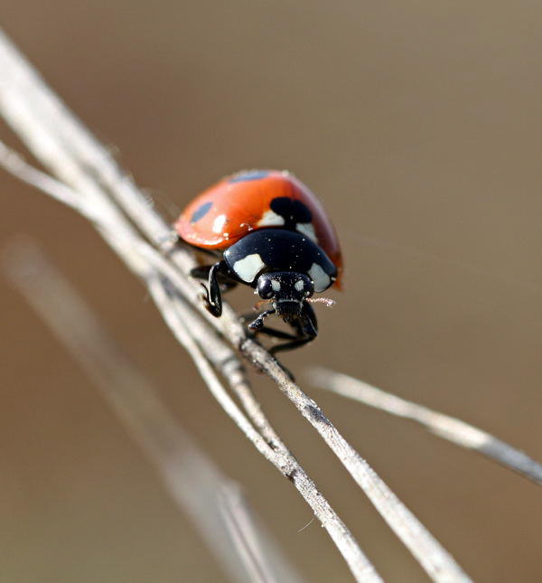 Siebenpunkt-Marienkfer - Coccinella septempunctata