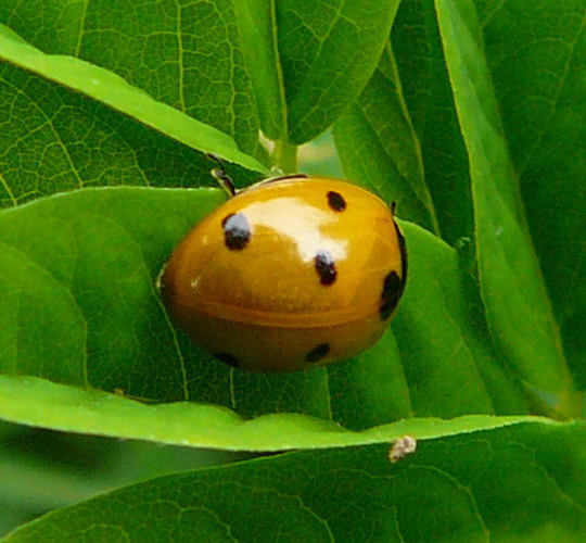 Siebenpunkt-Marienkfer - Coccinella septempunctata