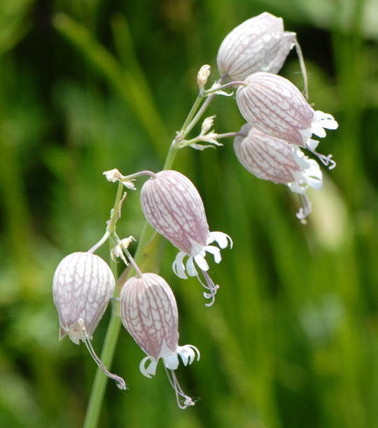 Taubenkropf-Leimkraut - Silene vulgaris