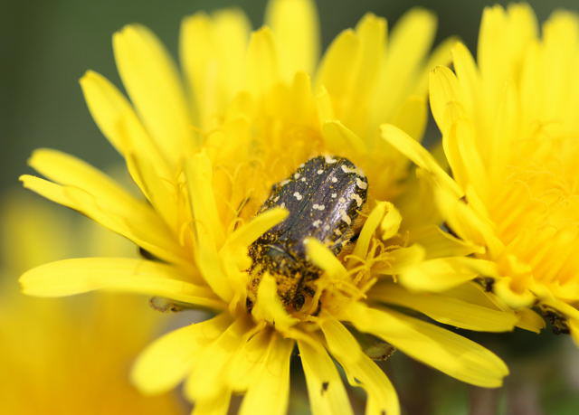 Trauer-Rosenkfer - Oxythyrea funesta