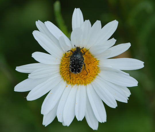 Trauer-Rosenkfer - Oxythyrea funesta