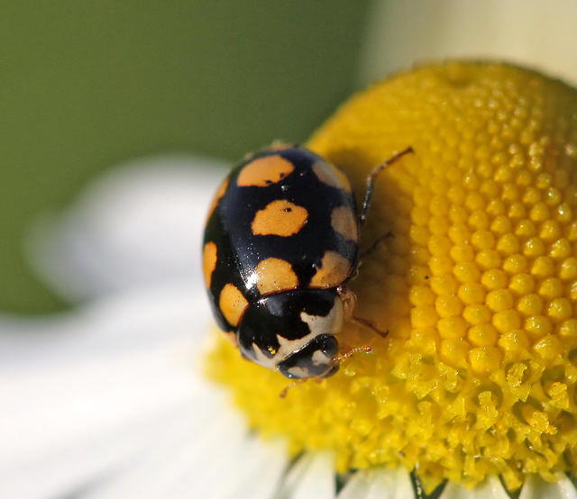 Trockenrasen-Marienkfer - Coccinula quatuordecimpustulata