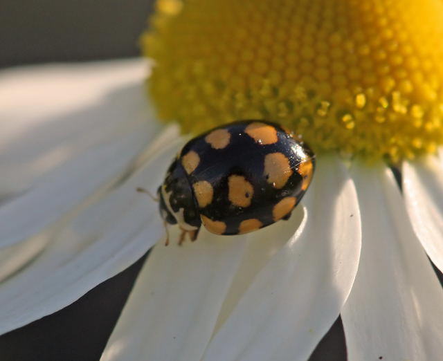 Trockenrasen-Marienkfer - Coccinula quatuordecimpustulata