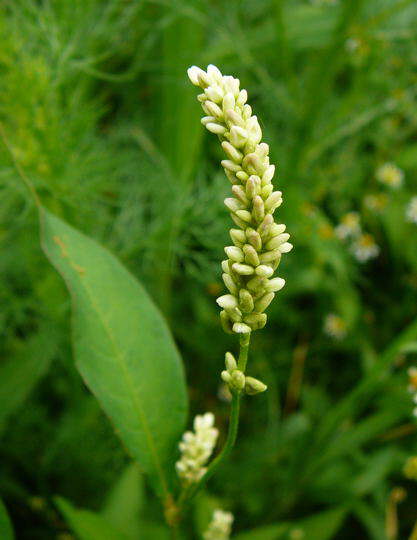 Ampfer-Knterich - Polygonum lapathifolium 