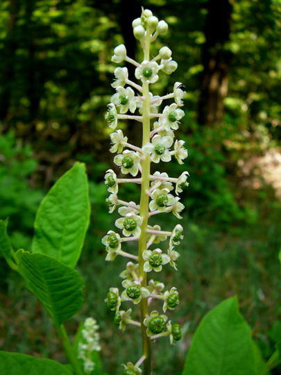 Asiatische Kermesbeere - Phytolacca