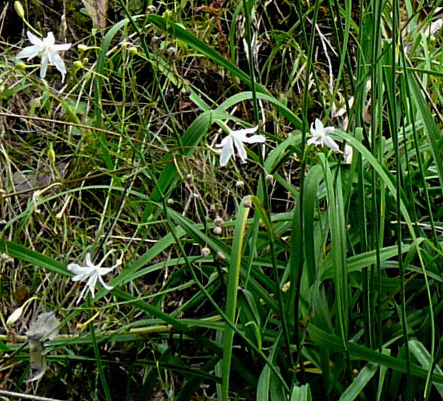 stige Graslilie - Anthericum ramosum