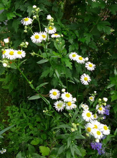 Einjhriges Berufskraut - Erigeron annuus