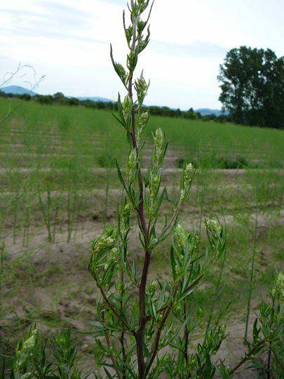 Gemeiner Beifu - Artemisia vulgaris