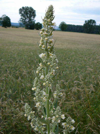 Mehlige Knigskerze - Verbascum lychnitis