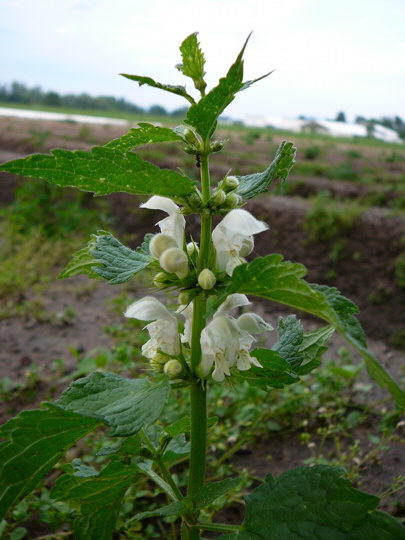 Weie Taubnessel  - Lamium album