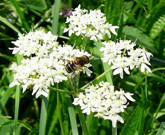 Wiesen-Brenklau - Heracleum sphondylium